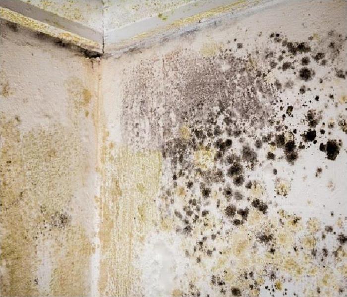 Mold on ceiling and wall