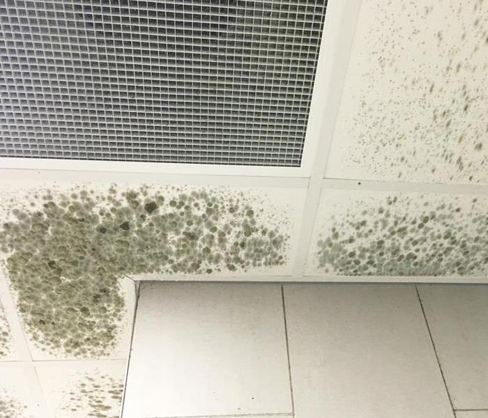 Mold on ceiling tiles in a building